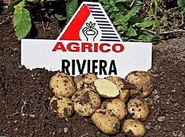 Riviera de cartofi: gust excelent și depozitare pe termen lung