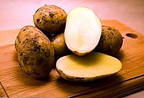 Potatis sorter Colette - "Chipsoidy" kommer att uppskatta!