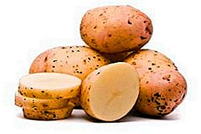 Varietà di patate Primavera: precocemente matura, fruttuosa, gustosa