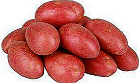 Kırmızı patates - kırmızı bayan çeşitliliği: cenin özellikleri ve fotoğrafları ile açıklama