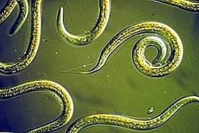 Potato nematode and other types of parasite: characteristic features and photos