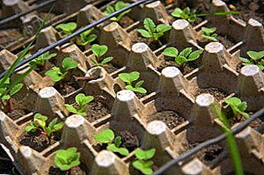 Each root - a separate hole! How to grow radishes in egg cassettes and get a great harvest?