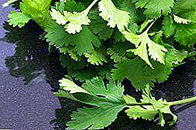 Cilantro: features of planting and growing in a greenhouse in winter