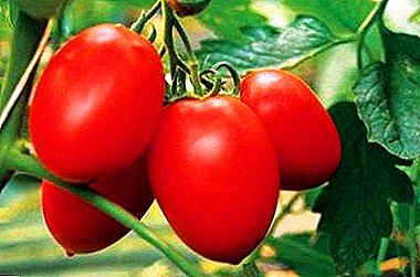 Variedad de sabores agridulces de tomate, con el nombre romántico "Dusya rojo".