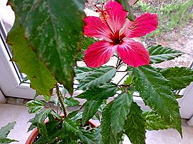 Chinese rose or Hibiscus Cooper. Everything about the plant