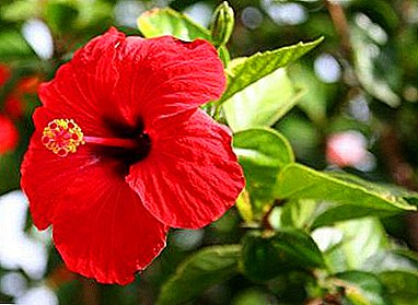 Rose chinoise: reproduction à la maison. Et si la plante ne survit pas?