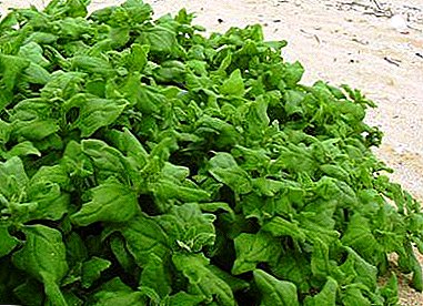 Well of useful substances - on the garden and at home! Acquaintance with New Zealand spinach and recommendations for its cultivation