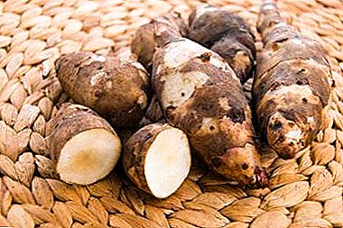A storehouse of vitamins - Jerusalem artichoke: caloric content, chemical composition, the content of BJU, as well as the benefits and harm
