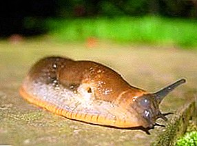Clan slugs: big black, roadside slug and other varieties