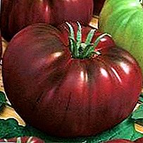 Klassieke variëteit tomaat Engels fokken - "Black Russian": beschrijving en aanbevelingen voor het kweken
