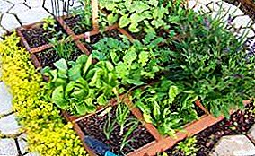 Клумба-город або як вирощувати овочі красиво?