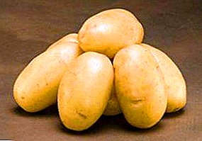 مجموعة متنوعة من البطاطا الأميرية "Rogneda": وصف للتنوع والخصائص والصور