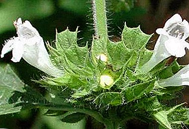 Cuándo y cómo florece la melisa: descripción y foto, así como el uso de la planta en medicina, cocina y cosmetología
