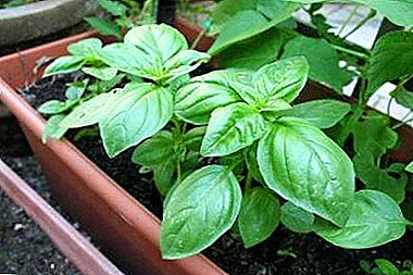 When is it best to transplant basil on a bed or in a pot and how to do it right? Possible problems