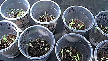 When to start worrying about the lack of tomato sprouts and after how many days does their seedlings usually grow?