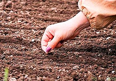 Quand la graine de carotte se plante-t-elle au printemps au sol et comment procéder?