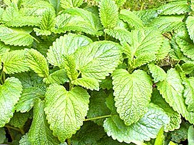Kotovnik and lemon balm. Useful properties of plants and what is their difference?