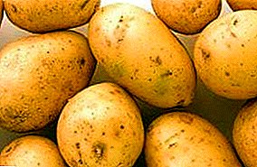 아름다운 결함없는 감자 - 감자 "아가타": 다양성, 특성, 사진에 대한 설명