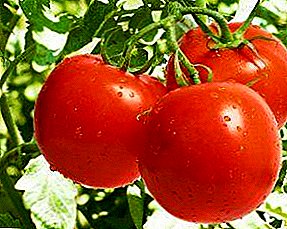 Bonito sem falhas - variedade de tomate "Tatyana"