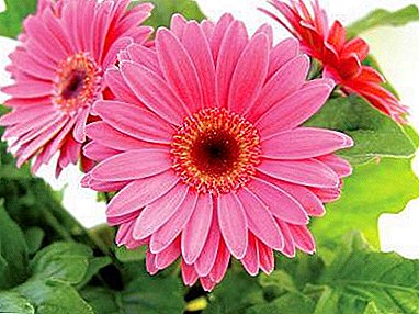 Beauty flower Gerbera from seeds! Planting and care at home