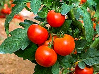 Kauniita ja maukkaita tomaatteja "Moskovan valot": varhainen sadonkorjuu ei liian kokeneille puutarhureille