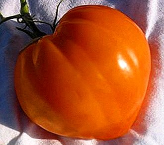 Beautiful, large tomatoes with excellent taste - variety of tomato "Golden domes"