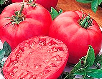 Gražus ir vaisingas pomidoras „Tretjakovskis“: savybės, aprašymas ir nuotrauka