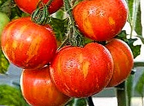 Hermosa y sustentable variedad híbrida de tomate "Thick boatswain" - descripción y recomendaciones para el cultivo