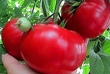Hermoso y sabroso Tea Rose tomate: descripción de la variedad, fotos, consejos de crecimiento
