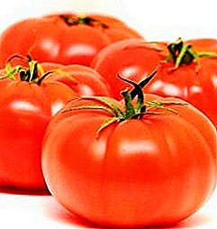 Tomate hermoso y sabroso "Bogatyr ruso": descripción de la variedad, características del cultivo, uso de tomates
