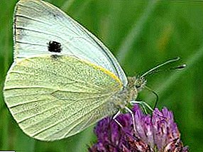 Beautiful enemy of your garden: butterfly cabbage