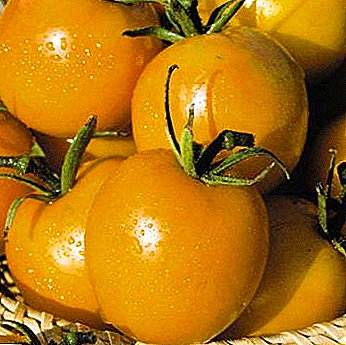 Una hermosa planta con una rica variedad de tomates de cosecha - "De Barao Yellow (Golden)"