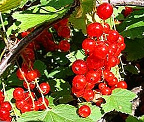 Червено френско грозде: болести, вредители и начини за справяне с тях