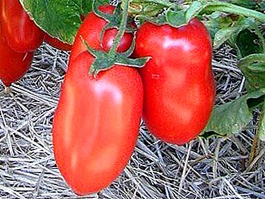 아름다움과 맛 하나 - 다양한 토마토의 설명 "Kibits"