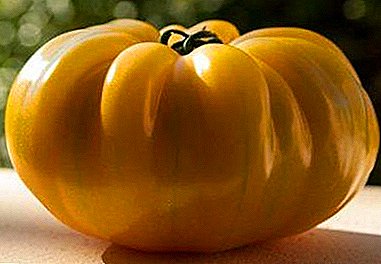 Schoonheid op je bedden - Golden Queen Tomato: rasbeschrijving, foto