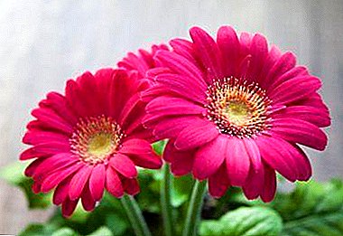 실내 식물로 냄비 또는 gerbera Jamson에있는 아름다움 : 꽃의 재생산 그리고 배려의 특징