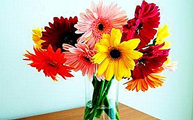 Beauty in a vase. How to keep a bunch of gerberas as long as possible?