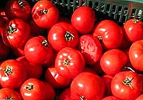 Fortress from Holland - description of the characteristics of the wonderful variety of tomato "Bobcat"