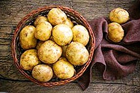 Sterke en smakelijke variëteit aan aardappelen "Borovichok": beschrijving van de variëteit, kenmerken, foto's