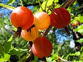 Gooseberry: cara menanam, merawat, dan merawat dengan benar
