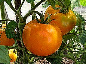 Suuri, oranssi, mikä voisi olla parempi? Kuvaus tomaattilajikkeesta "Oranssi ihme"