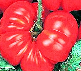 Dideli ryškūs vaisiai atneš džiaugsmą ir niekada nepamiršite skonio - pomidorų veislės „Rozmarino svaras“ aprašymas