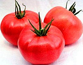 هجين كبير الثمار للنمو في الدفيئات الزراعية - الطماطم روزماري: الخصائص ، وصف متنوعة ، الصورة