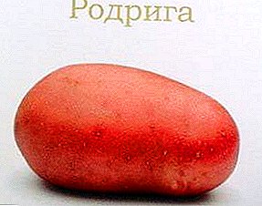 Rodrigo große Kartoffeln: Sortenbeschreibung, Foto, Charakterisierung