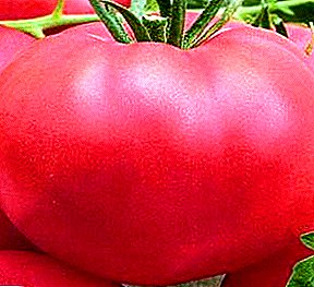 طماطم كبيرة الثمار "Pink Giant": وصف للتنوع ، والخصائص ، وأسرار الزراعة ، وصورة الطماطم