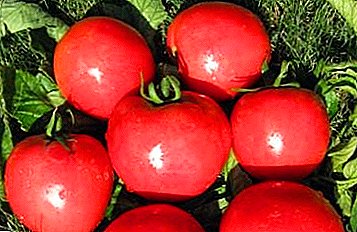 Tomate de fruto grande "Aparentemente invisible": descripción de la variedad, sus características y fotos