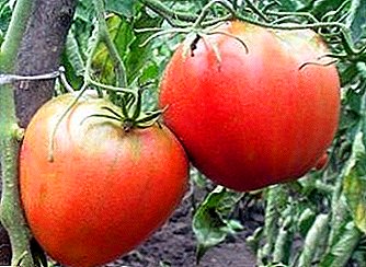 Grande variedade amadora de alto rendimento de tomate "King London": descrição, características, recomendações para o cuidado
