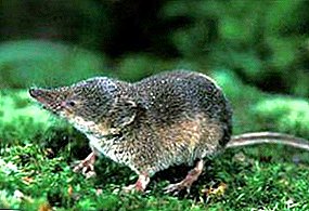 Who is the shrew - description, features, useful qualities, photos