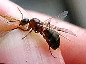 من الذي يطير النمل المجنح؟