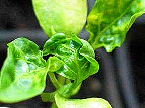 Curly we do not need! Why do the leaves of seedlings curl up?